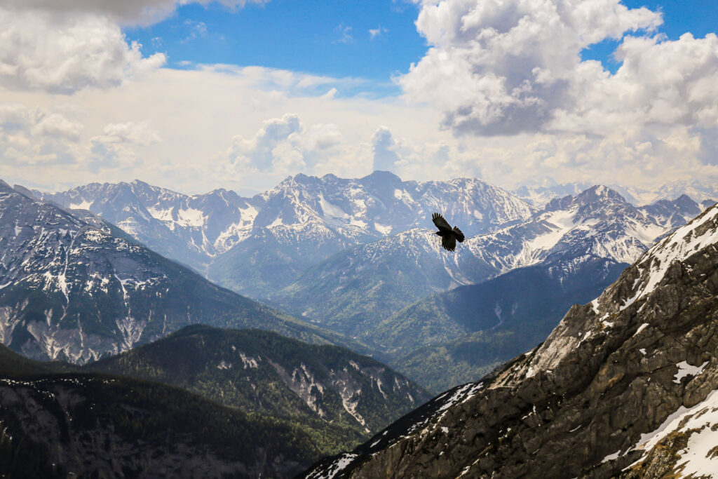 Alpendohle im Flug über den Alpen, die Fotografie ermöglicht, mich auch nach Jahren wieder zurück auf den Berg zu holen.