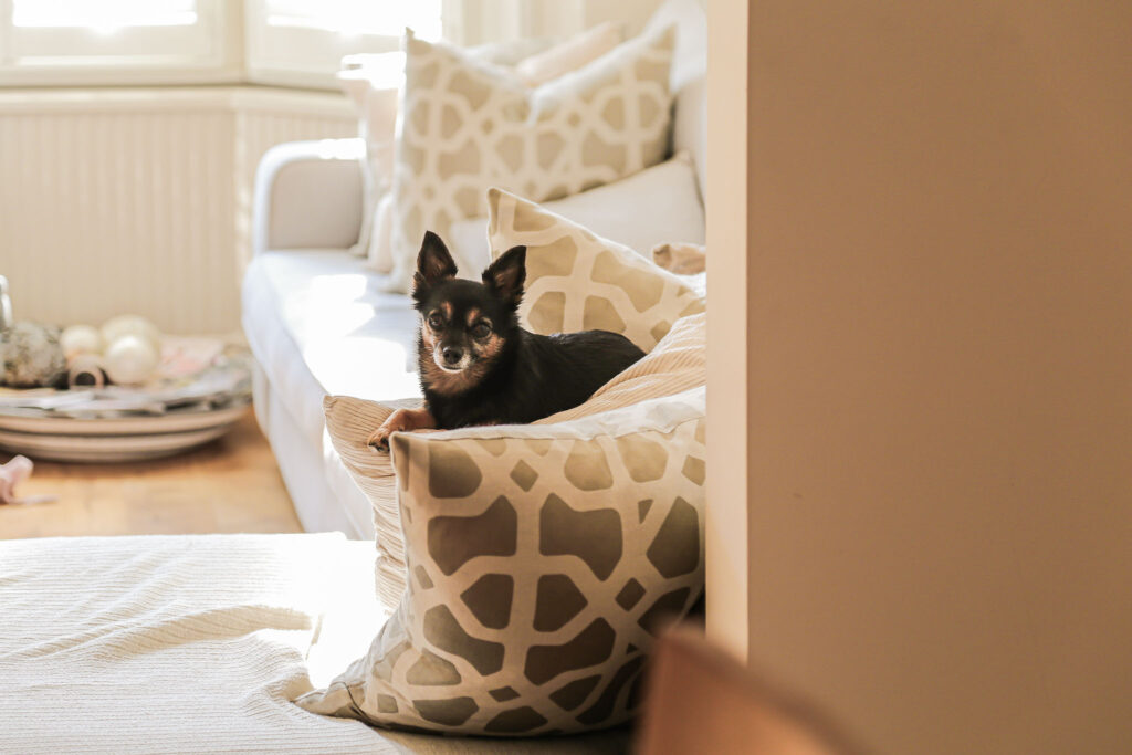 Chihuahua auf der Couch in einer spontanen Momentaufnahme